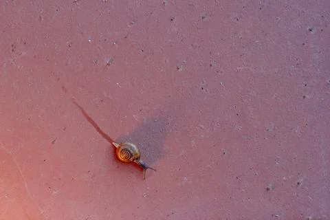 A small snail is crawling on a red surface Stock-Fotos