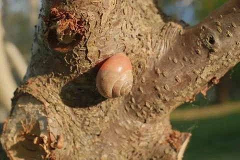Small snail crawling on a rough tree branch during the sunny daytime Stock Photos