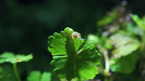 Small Snail Crawling Slowly Across A Vibrant Green Leaf In A Natural Garden 스톡 동영상 342014545