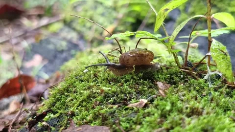 Small Snail Crawling Slowly on Green Forest Moss Macro Видео 332716434