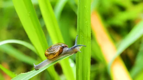 Small snail crawling slowly on vibrant green leaf in natural garden environment. Stock Footage 330656818