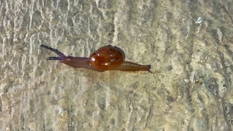 Small snail crawling on a textured stone surface Stock Footage 337567958