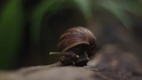 A small snail is crawling on tree Stock Footage 117205501