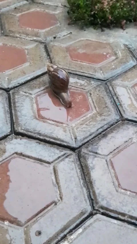 Small Snail Crawling Under Heavy Raindrops on Wet Surface Stock Footage 321017010