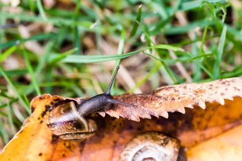 Small snail crawling on yellow leaf Stock Photos