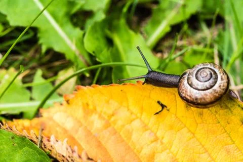 Small snail crawling on yellow leaf Stock Photos