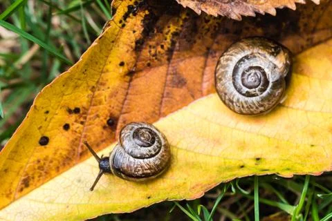 Small snail crawling on yellow leaf Stock Photos