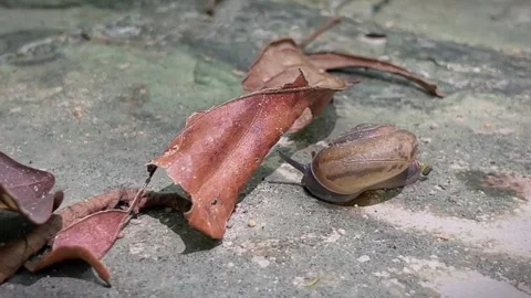 A small snail crawls among dry leaves Stock Footage 343835716