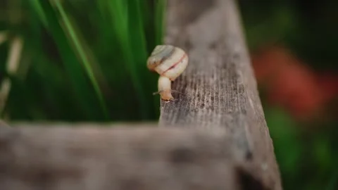 A small snail crawls on an old gray wooden board. Stock Footage 132005185