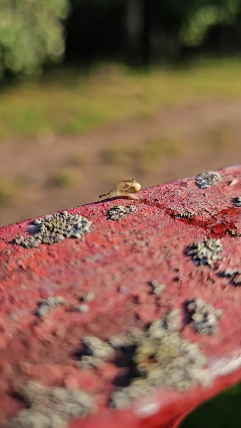 A small snail crawls through the red gate Stock Footage 283660275