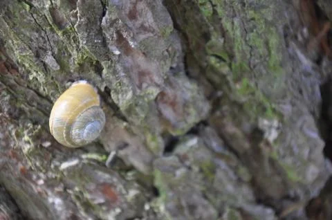 A small snail on the crown of a tree Stock Photos