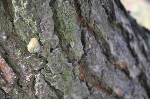 A small snail on the crown of a tree Foto stock