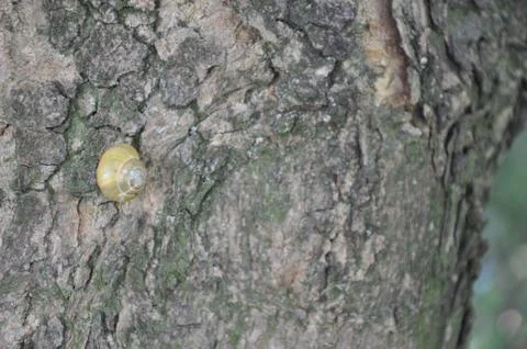 A small snail on the crown of a tree Stock Photos