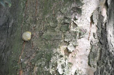 A small snail on the crown of a tree Stock Photos