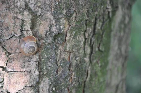 A small snail on the crown of a tree Foto stock