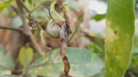 Small snail eating green leaf on tree background, 스톡 동영상 95998612