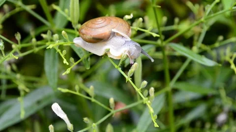 Small snail eating leaf Vidéo 40975986
