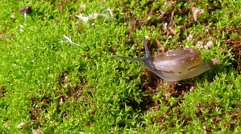 Small snail Stock Footage 66242607