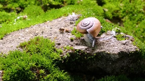 Small snail Stock Footage 66242618