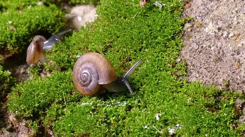 Small snail Stock Footage 66242717