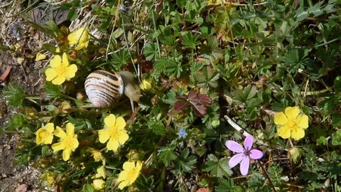 Small snail Stock Footage 73378286