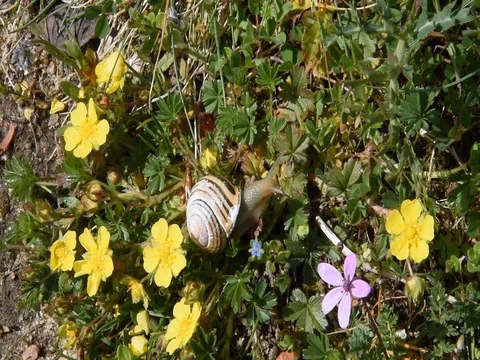 Small snail Stock Footage 73378650
