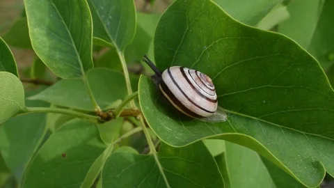 Small snail Stock Footage 77061509