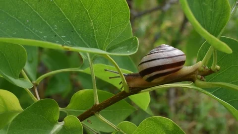 Small snail Stock Footage 77061845