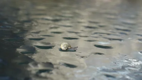 Small snail Stock Footage 142604527