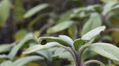 Small snail Stock Footage 142645142