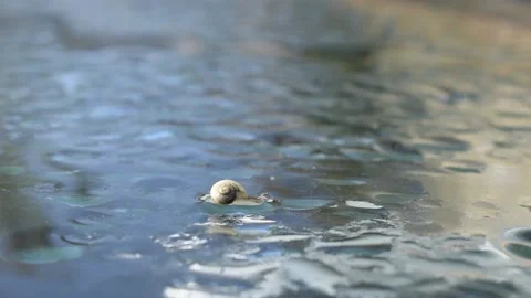 Small snail Stock Footage 142683334