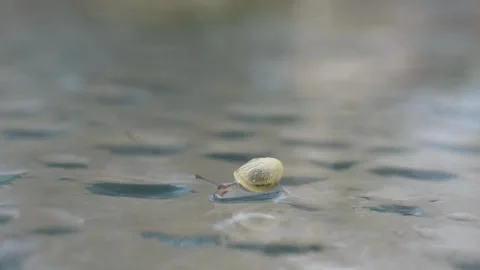 Small snail Stock Footage 142736702