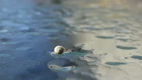 Small snail Stock Footage 143290127