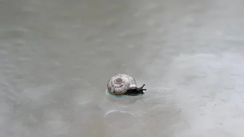 Small snail Stock Footage 143349285