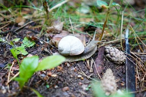 Small snail in the forest Stock Photos