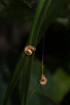 Small snail on the grass Stock Photos