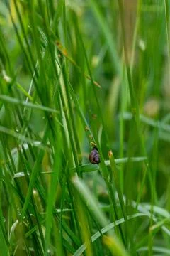 Small Snail on Grass Representing Slow Natural Processes Stock Photos