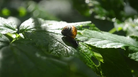 A small snail on a green leaf Stock Footage 98181140