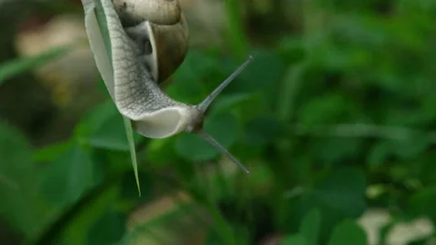 A small snail hangs on the tip of a blade of grass and tries to find its way. Stock Footage 166832816