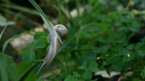 A small snail hangs on the tip of a blade of grass and tries to find its way. Stock Footage 166833276