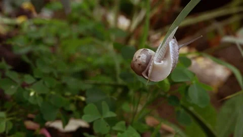 A small snail hangs on the tip of a blade of grass and tries to find its way. Stock Footage 166834028