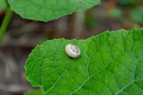 A small snail with a house on its back on a large leaf Stock Photos