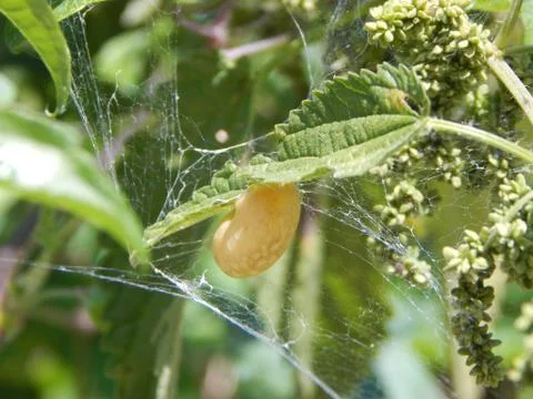 Small snail with ivory shell on the leaf and spiders web around Stock Photos
