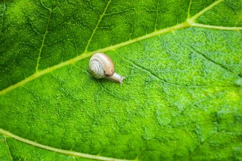 Small Snail on a Large Leaf Stock Photos