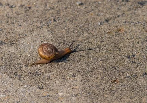Small snail with a large shell Stock Photos