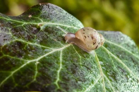 Small snail on leaf Stock Photos