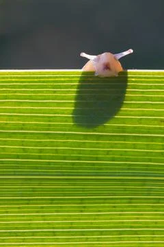 Small snail on leaf Stock Photos