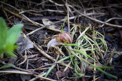 Small snail on a leaf Stock Photos