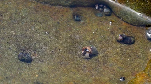 Small snail moves around in ocean tide pool water Stock Footage 112640099