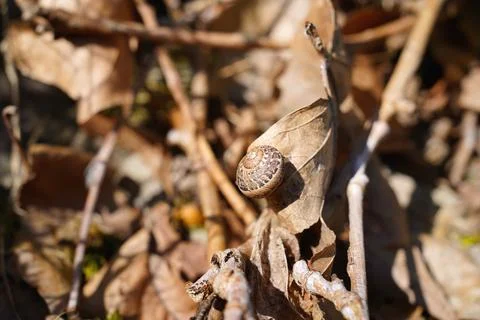 Small snail with patterned shell resting on dry autumn leaves in natural su.. Stock Photos